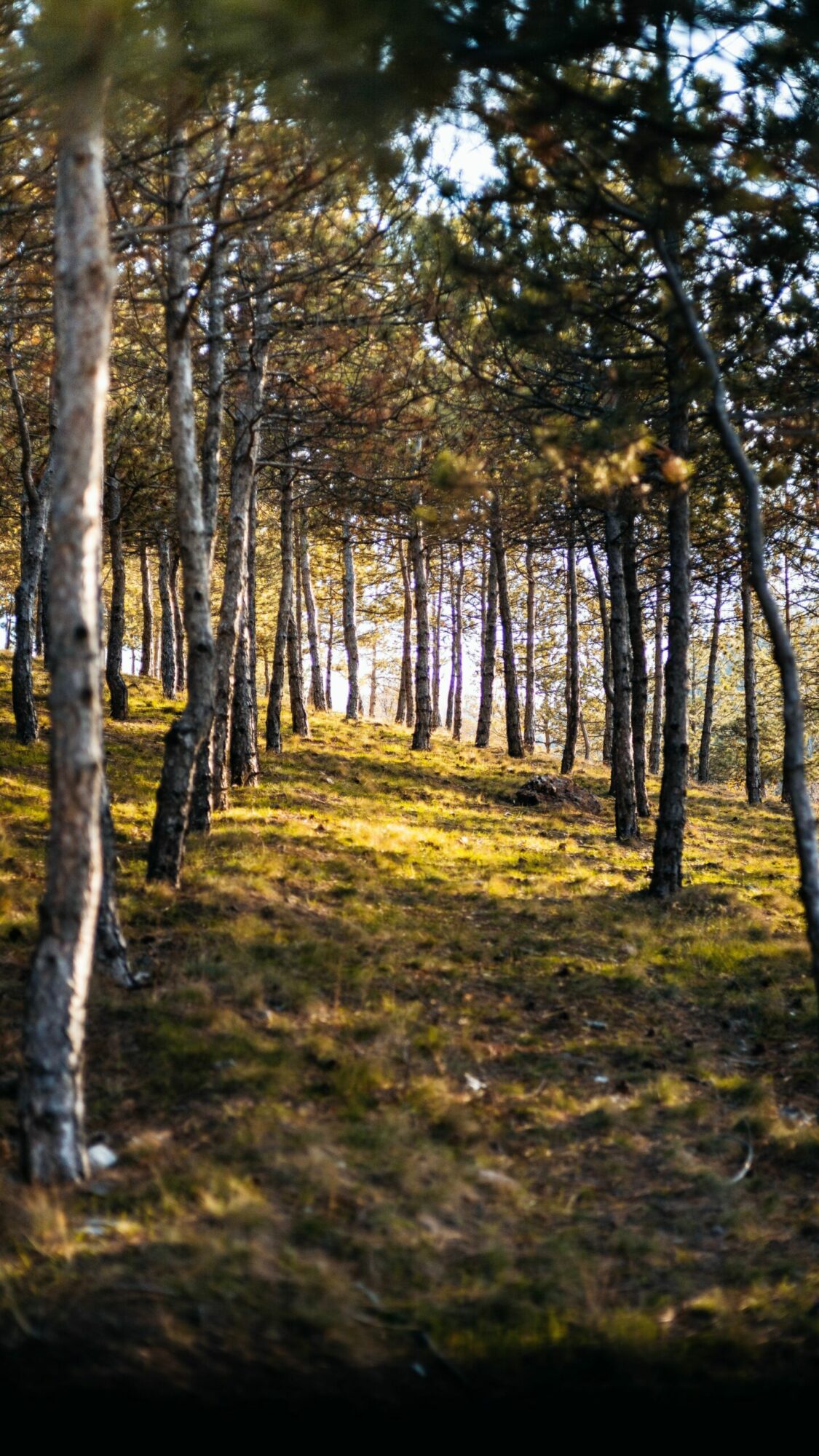 Image d'une allée d'arbres alignés dans une forêt